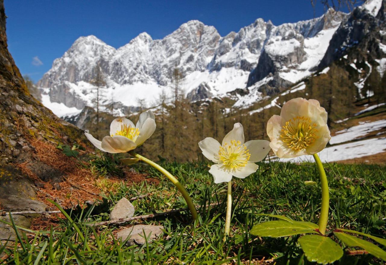 Appartementhaus Finis Ramsau am Dachstein Ngoại thất bức ảnh
